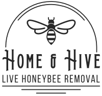Home and Hive